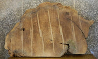 Thumbnail for Partial Live Edge Cottonwood Oval Cut Table Slab CLOSEOUT 20764