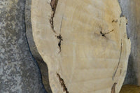 Thumbnail for Round Cut Live Edge Cottonwood Coffee Table Top CLOSEOUT 20767