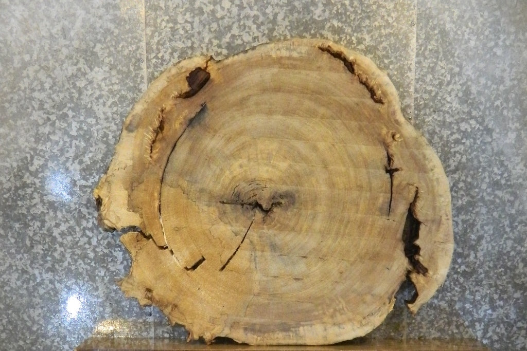 Salvaged Round Cut Cottonwood Live Edge Table Top CLOSEOUT 20768