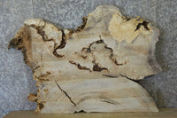 Thumbnail for Live Edge Cottonwood Burl Side Table Top Wood Slab CLOSEOUT 20819