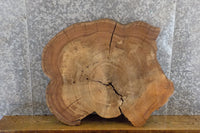 Thumbnail for Salvaged Live Edge Round Cut Elm Sofa/Entry Table Top Slab 20884