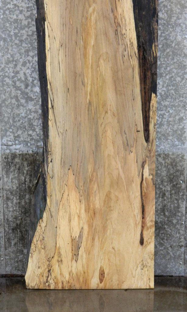 Partial Live Edge Spalted Maple Bar Top Wood Slab CLOSEOUT 293