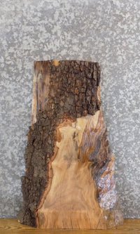 Thumbnail for Sycamore Live Edge Bark Salvaged End/Entry Table Top Slab 5348
