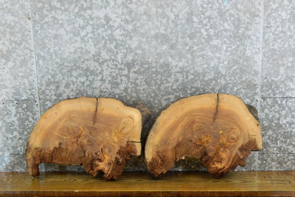 2- Oval Cut Live Edge Ash Taxidermy Base/Craft Pack CLOSEOUT 6341-6342
