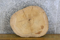 Thumbnail for Round Cut Live Edge Elm Side/End Table Top Slab CLOSEOUT 6433