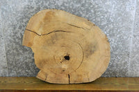 Thumbnail for Elm Round Cut Live Edge End Table Top Slab CLOSEOUT 6434