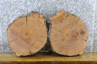 Thumbnail for 2- White Oak Live Edge Taxidermy Bases/Craft Pack CLOSEOUT 6448-6449