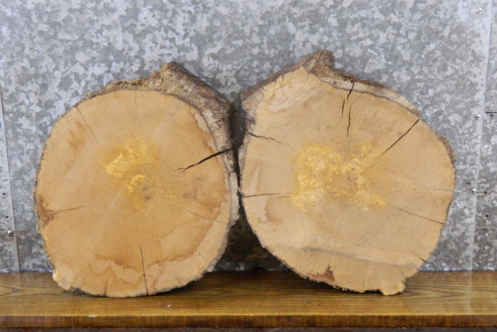 2- White Oak Live Edge Taxidermy Bases/Craft Pack CLOSEOUT 6448-6449