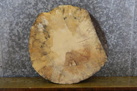 Thumbnail for Ash Round Cut Reclaimed End/Accent Table Top Slab CLOSEOUT 6475
