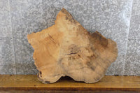 Thumbnail for Live Edge Round Cut Elm Accent/Side/End Table Top Slab 6541