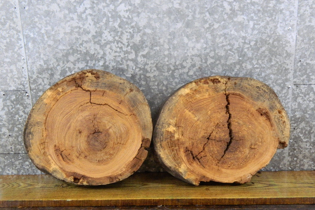 2- Live Edge Round Cut Ash Craft Pack Wood Slabs CLOSEOUT 6745-6746
