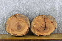 Thumbnail for 2- Live Edge Round Cut Ash Craft Pack Wood Slabs CLOSEOUT 6745-6746