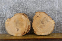 Thumbnail for 2- Rustic Live Edge Ash Round Cut Taxidermy Base CLOSEOUT 6753-6754