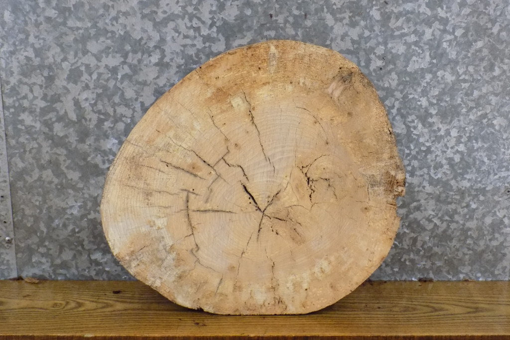 Salvaged Round Cut Ash Live Edge Epoxy Project Wood Slab 6846
