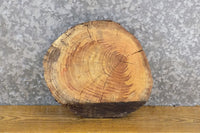 Thumbnail for Round Cut Reclaimed Live Edge Locust Taxidermy Base Wood Slab 6888