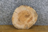 Thumbnail for Round Cut Reclaimed Live Edge Locust Taxidermy Base Wood Slab 6888
