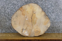 Thumbnail for Natural Edge Salvaged Round Cut Ash Centerpiece Slab 7419