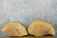 Thumbnail for 2- Reclaimed Live Edge Partial Oval Cut Ash Slabs CLOSEOUT 7441-7442
