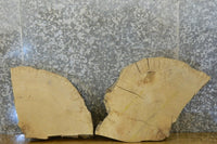 Thumbnail for 2- Round Cut White Oak Taxidermy Bases CLOSEOUT 7455-7456