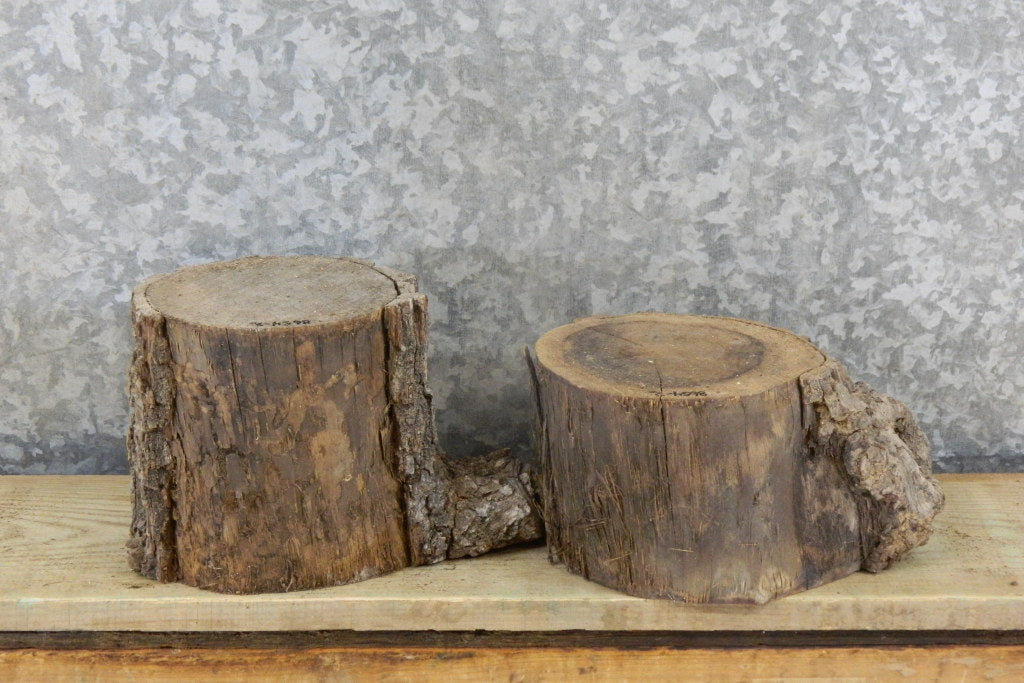2- Black Walnut Live Edge Salvaged Small Logs/Craft Pack Slabs 8654